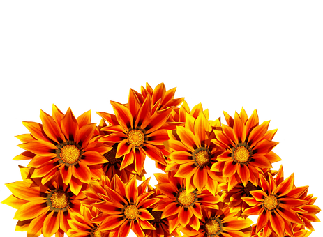 Vibrant_ Orange_ Flowers_ Black_ Background.jpg