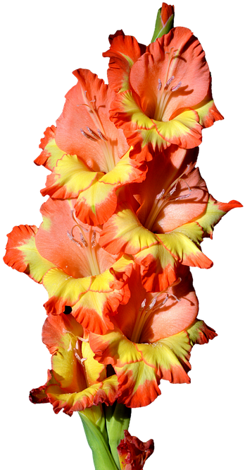 Gladiolus, Gladidus, Butterfly Greenhouse, Sword Flower - Gladiolus Clipart, HD Png Download PNG with transparent background