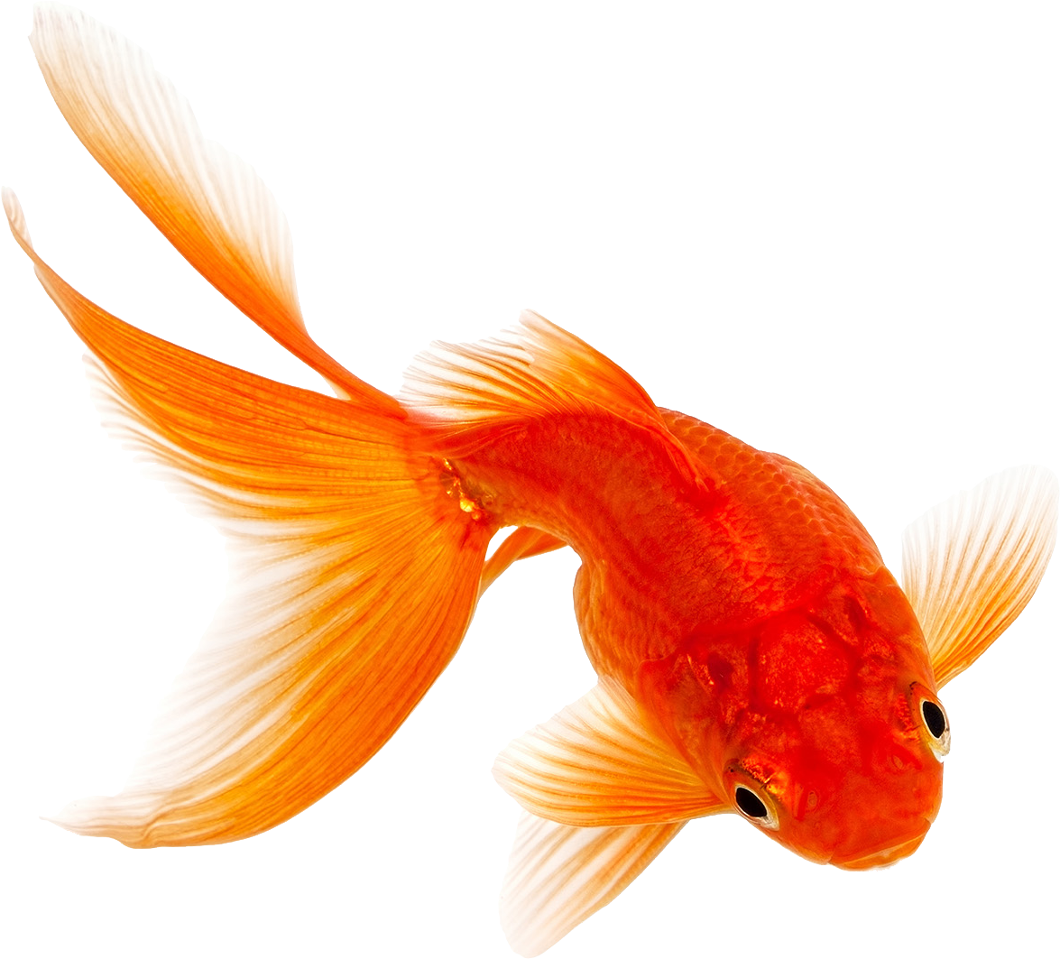 Vibrant Orange Goldfish.png