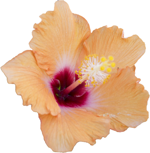 Vibrant Orange Hibiscus Flower PNG with transparent background
