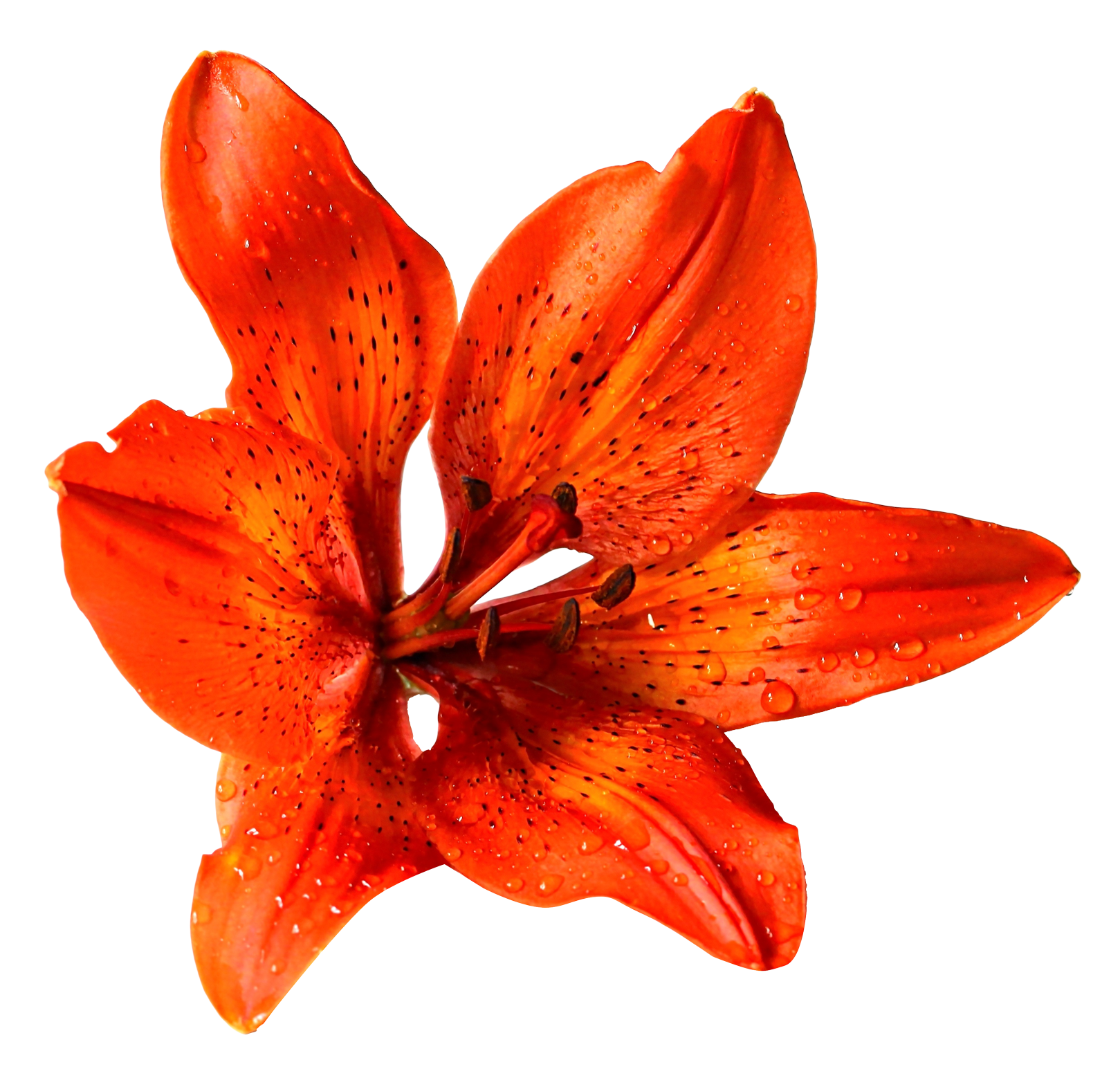 Vibrant Orange Lilywith Dew Drops.png