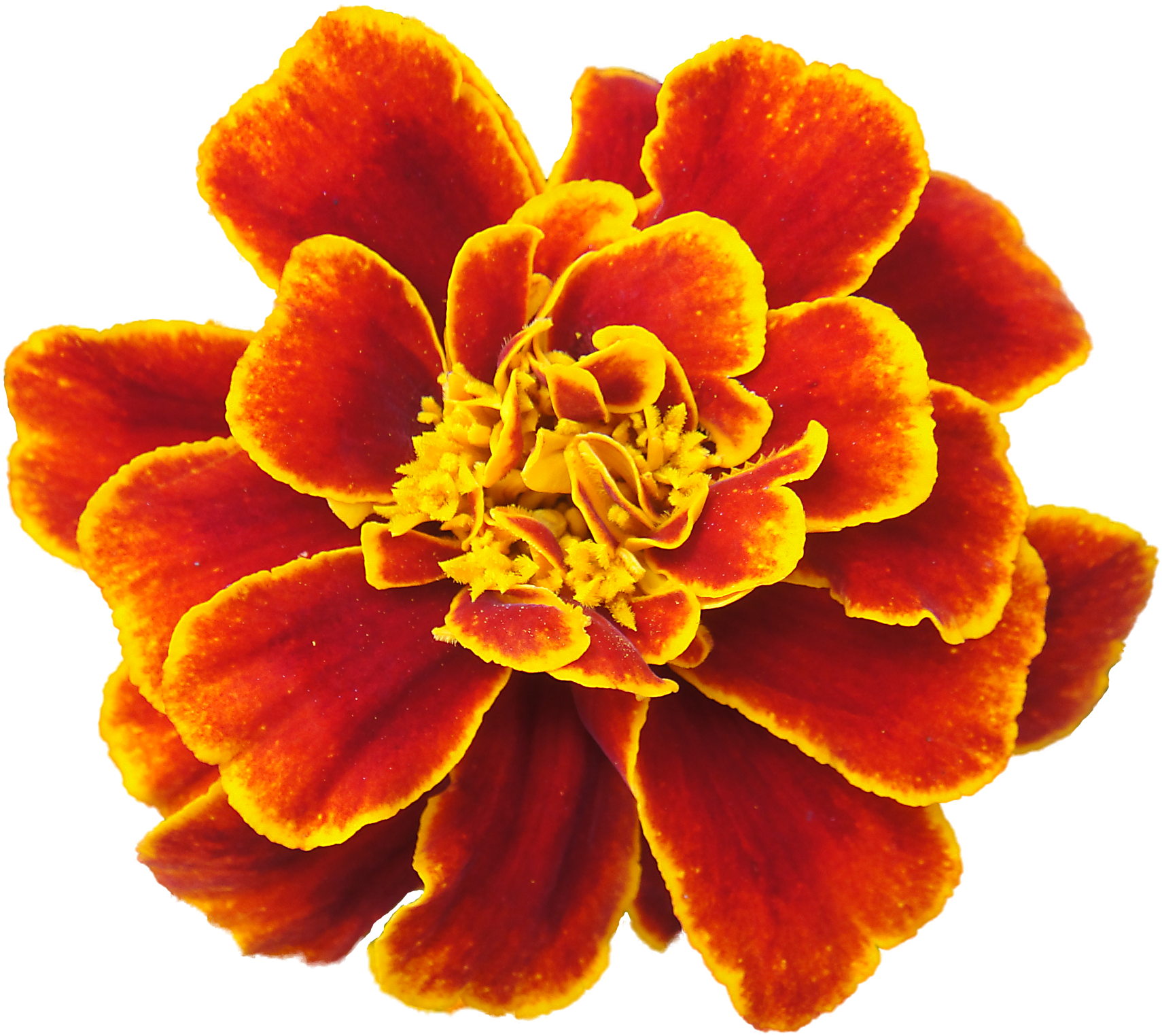 Mexican Flower Clip Art - Marigold Flower White Background, HD Png Download PNG with transparent background