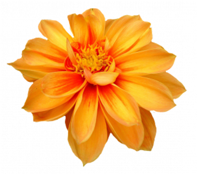 Vibrant Orange Marigold Flower