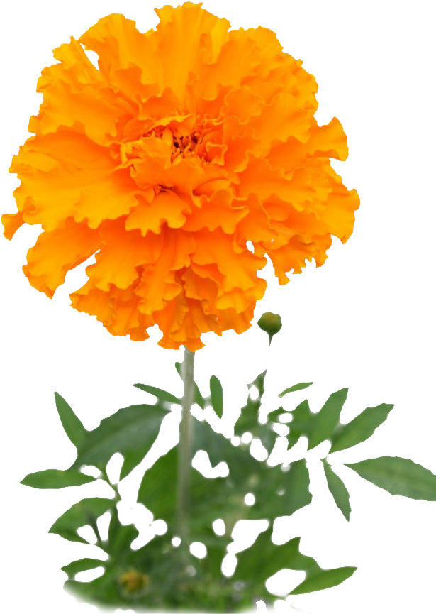 Vibrant Orange Marigold Flower