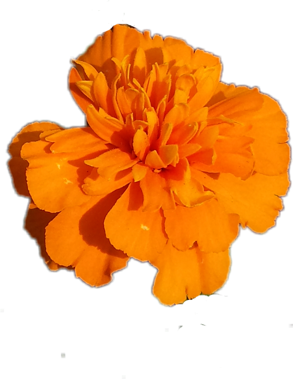 #flower Marigold #flower #orange - Marigold Png, Transparent Png PNG with transparent background