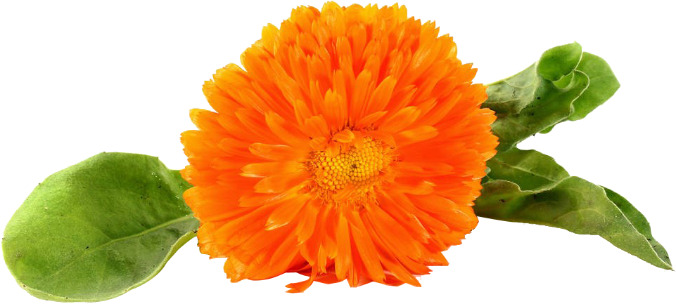 Chrysanthemum , Png Download - English Marigold, Transparent Png PNG with transparent background
