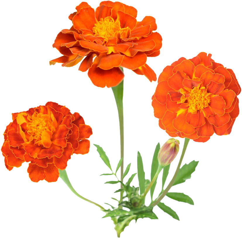 Vibrant Orange Marigolds Floral Display