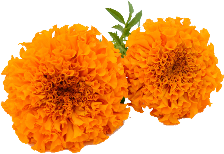 Marigold Garland Png - Marigold Flower Clipart Png PNG with transparent background