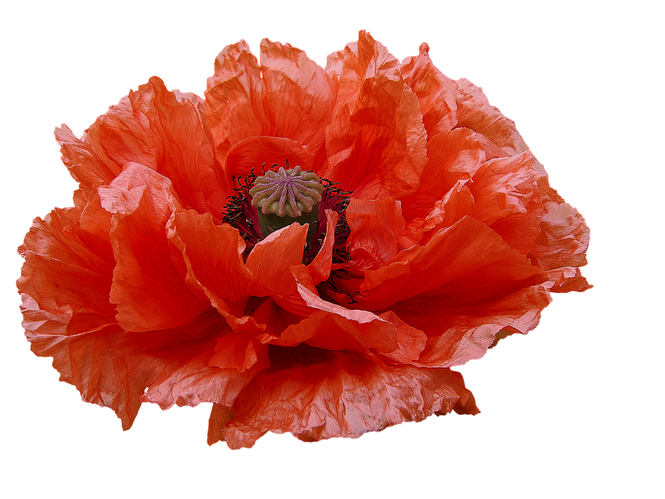 Vibrant Orange Poppy Flower PNG with transparent background