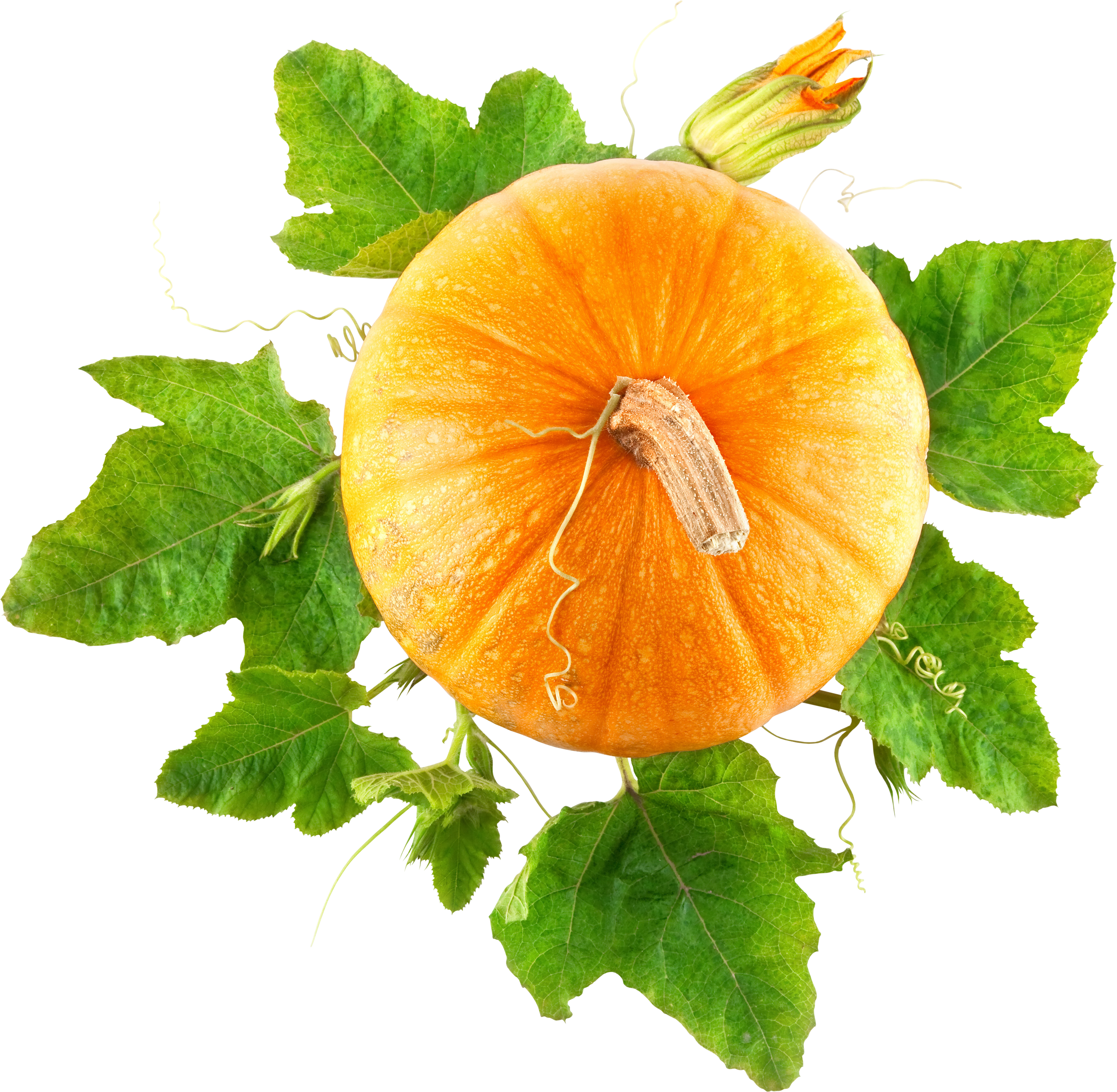 Vibrant Orange Pumpkinwith Leaves