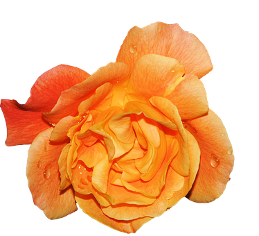 Vibrant Orange Rose Black Background