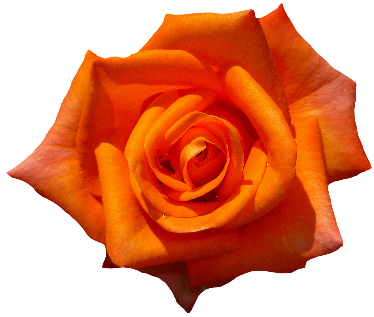 Vibrant Orange Rose Black Background PNG with transparent background