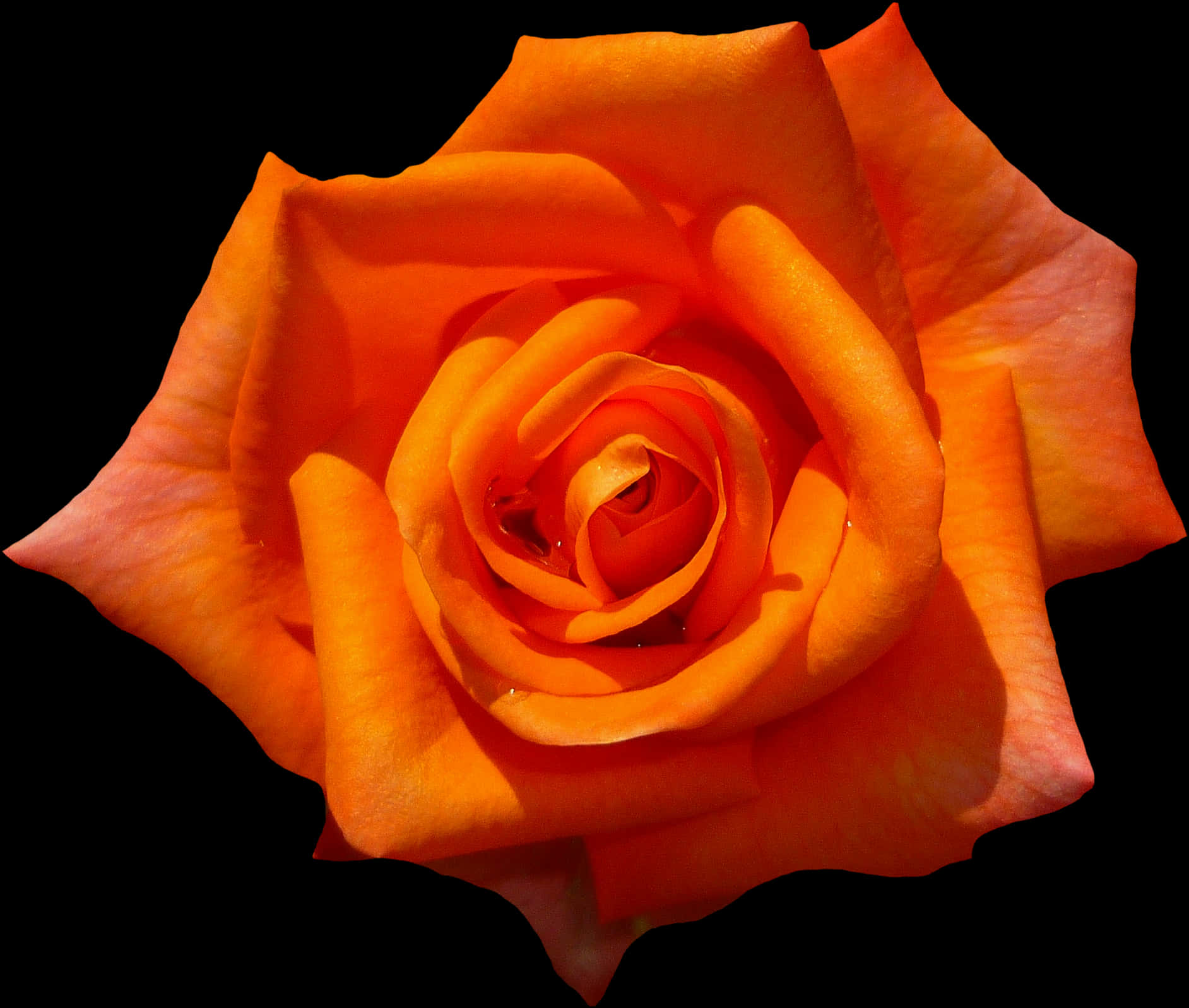 Vibrant Orange Rose Black Background PNG with transparent background