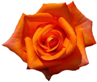 Vibrant Orange Rose Black Background.jpg PNG with transparent background