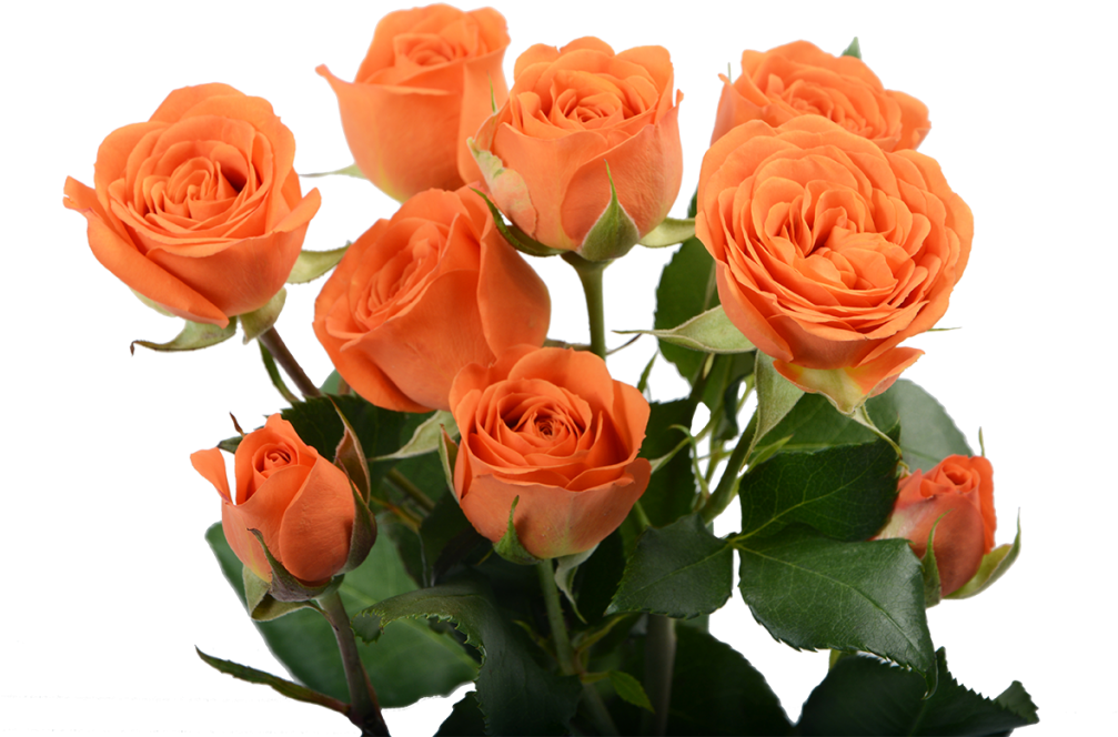 Vibrant Orange Roses Bouquet