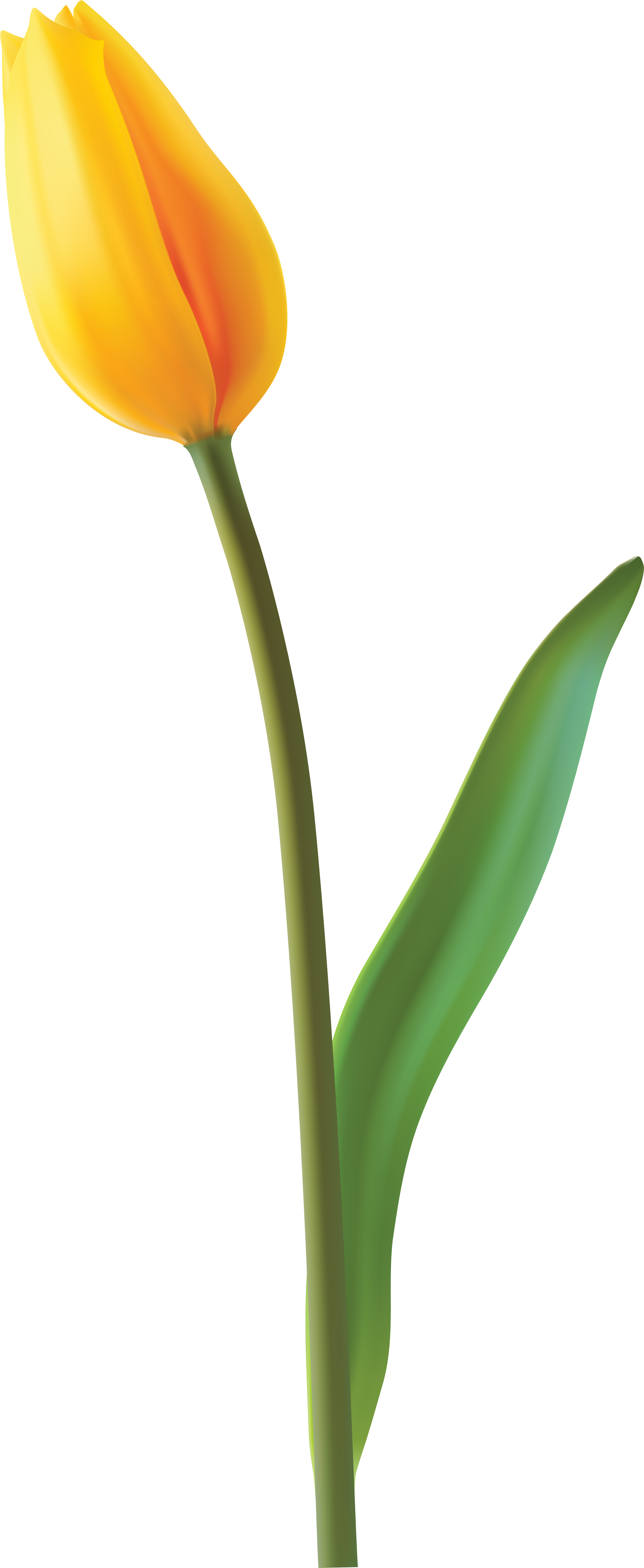 Transparent Easter Flowers Png - Png Tulip, Png Download PNG with transparent background