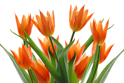 Vibrant_ Orange_ Tulips_ Black_ Background.jpg PNG with transparent background