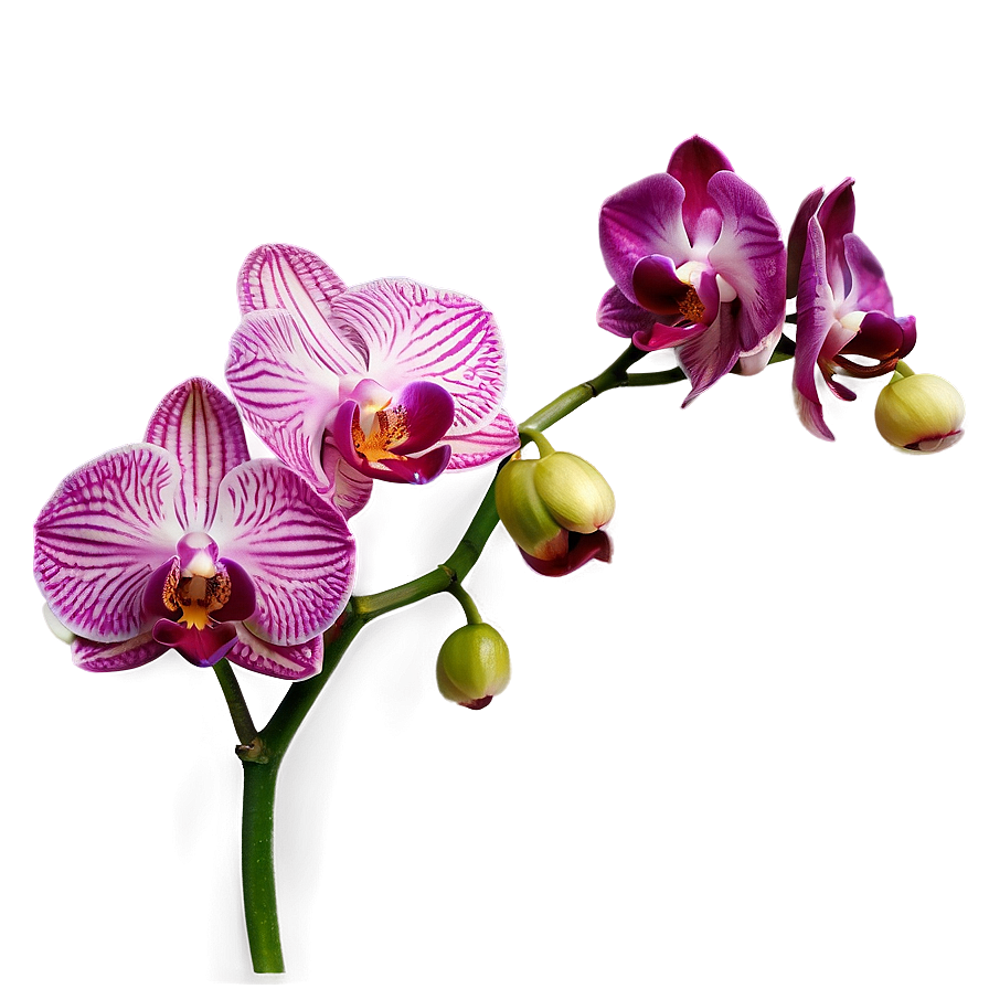 Vibrant Orchid Png 05242024