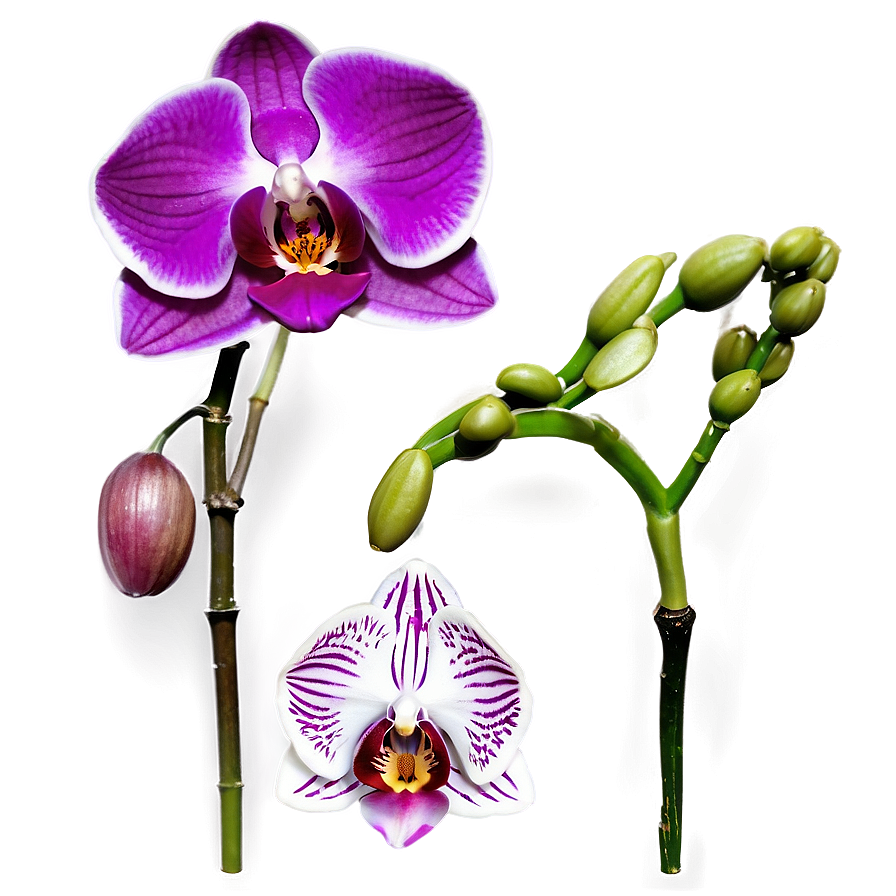 Vibrant Orchid PNG aei69 PNG with transparent background