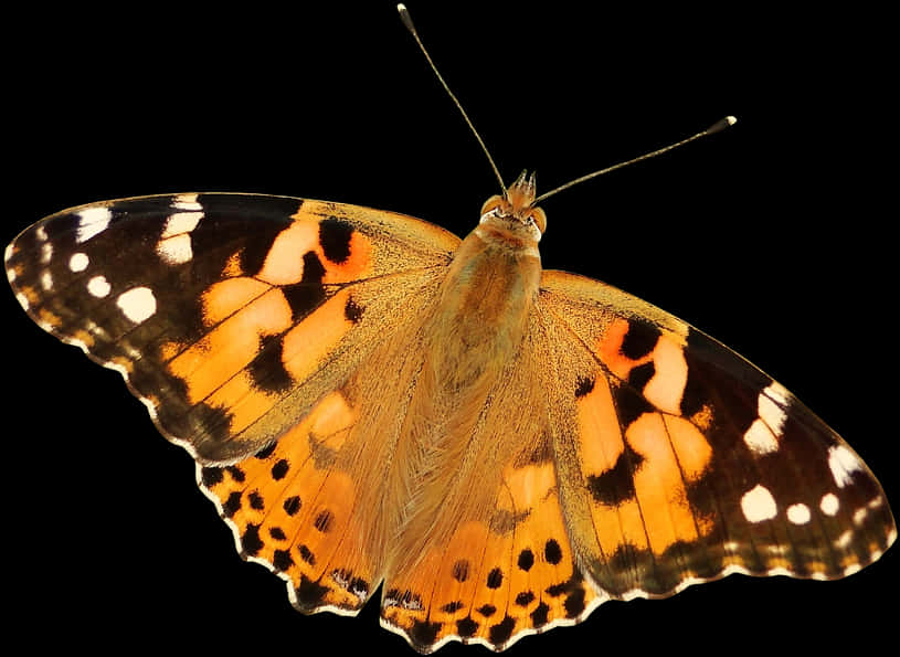 Vibrant_ Painted_ Lady_ Butterfly_ Transparent_ Background.png