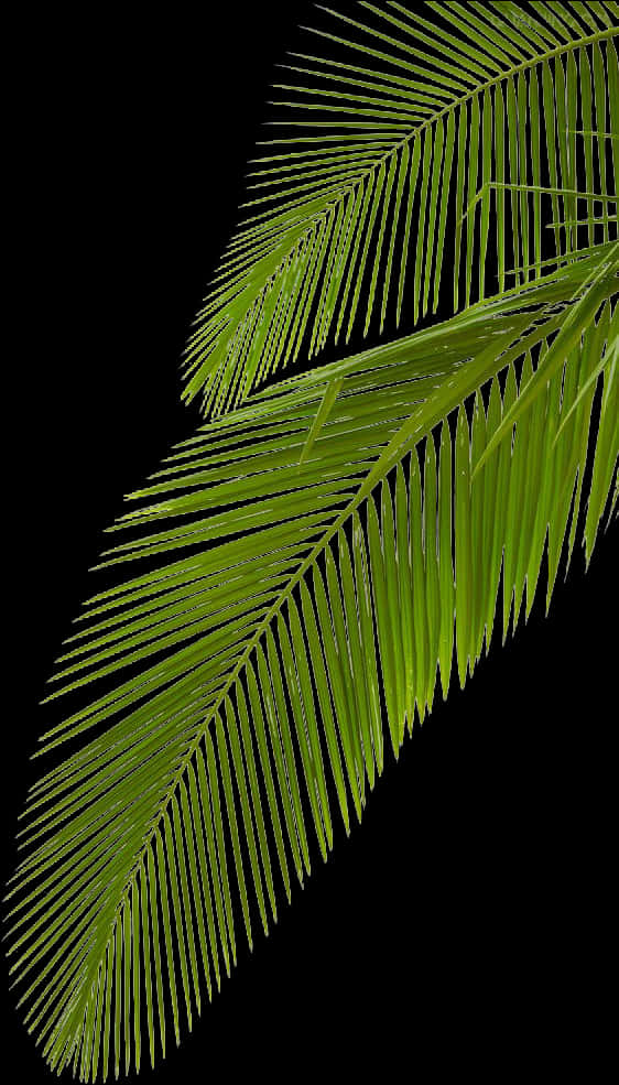 Vibrant Palm Frond Against Black Background