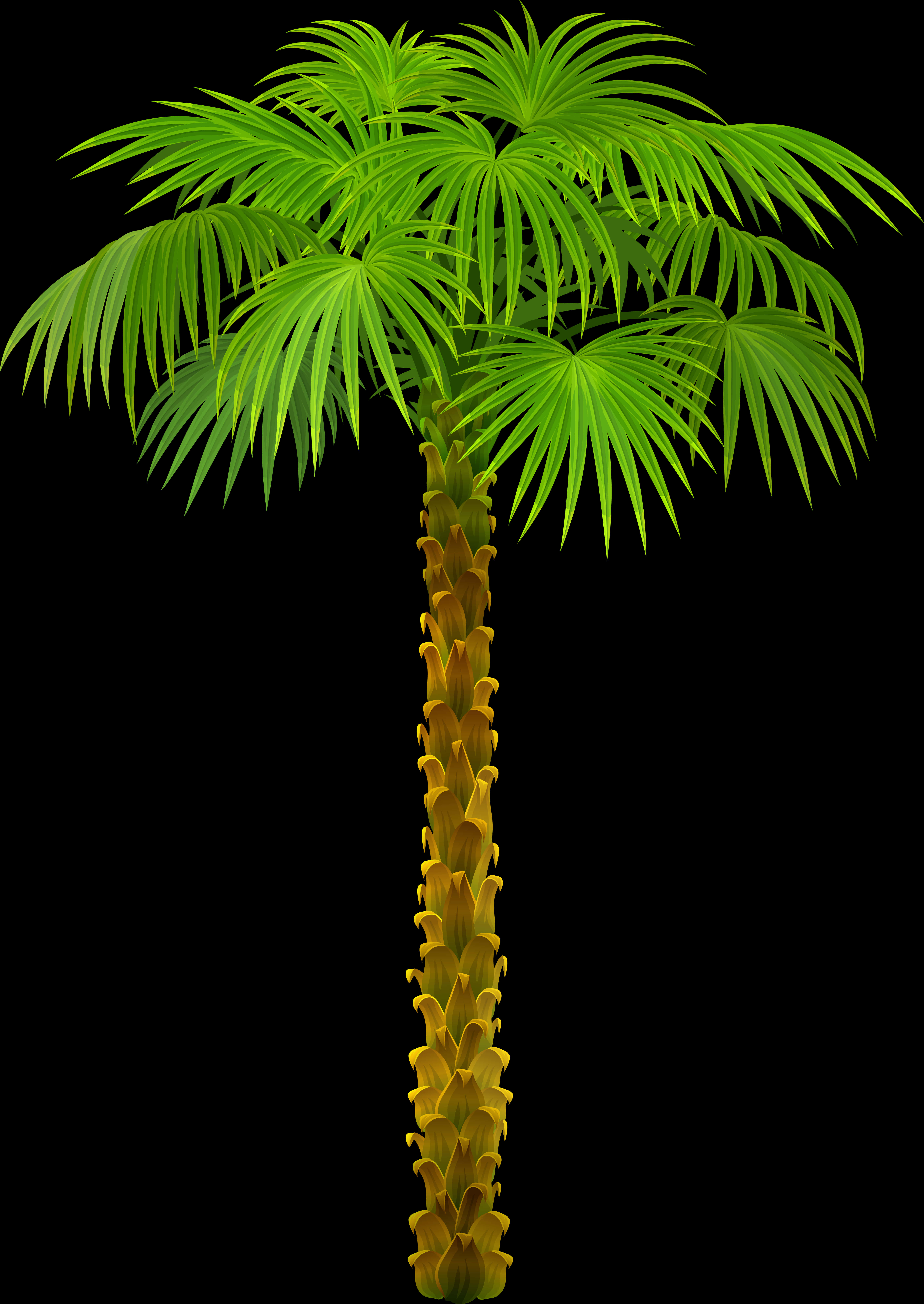 Tree Palm Trees Picture Download Hd Png Clipart, Transparent Png PNG with transparent background