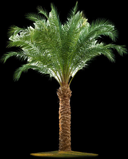 Vibrant Palm Tree Isolatedon Black