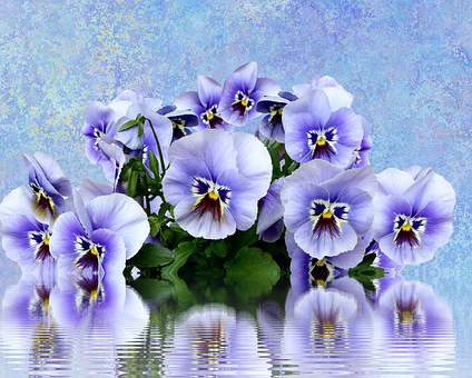 Vibrant Pansies Reflection PNG with transparent background