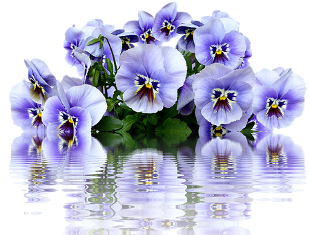 Vibrant Pansies Reflection