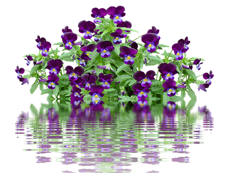Vibrant Pansies Reflection PNG with transparent background