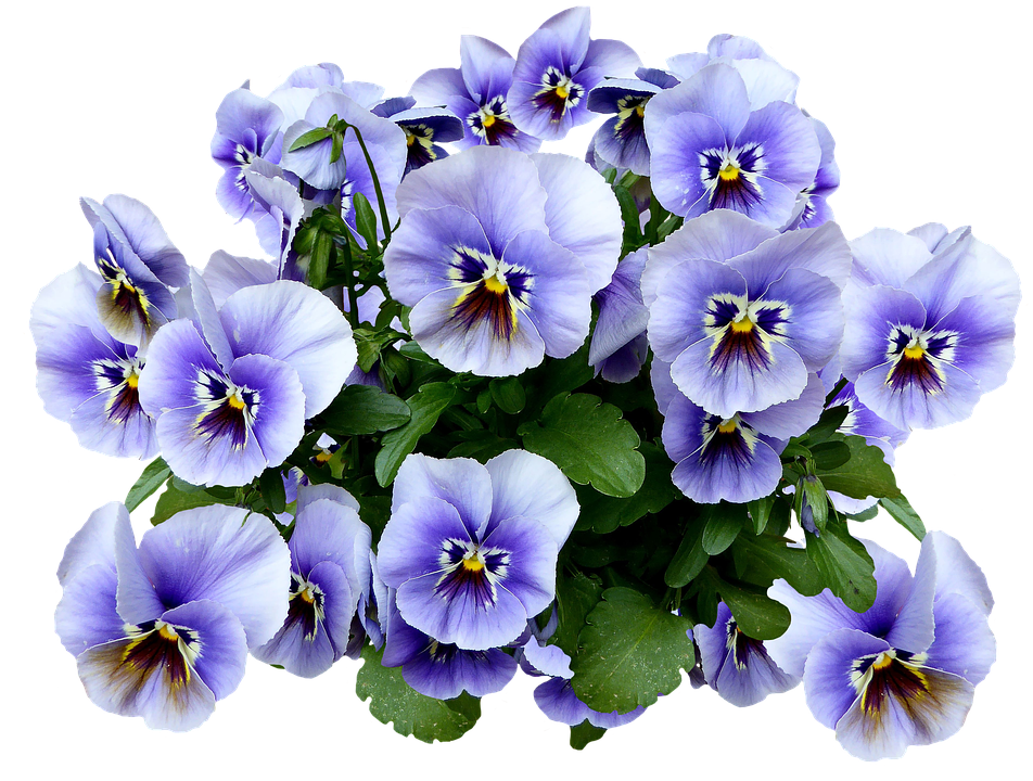 Vibrant Pansy Bouquet.png PNG with transparent background