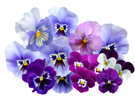 Vibrant_ Pansy_ Collection PNG with transparent background