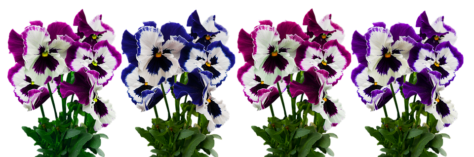 Vibrant Pansy Flowers Display