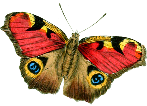 Vibrant_ Peacock_ Butterfly_ Illustration.jpg PNG with transparent background
