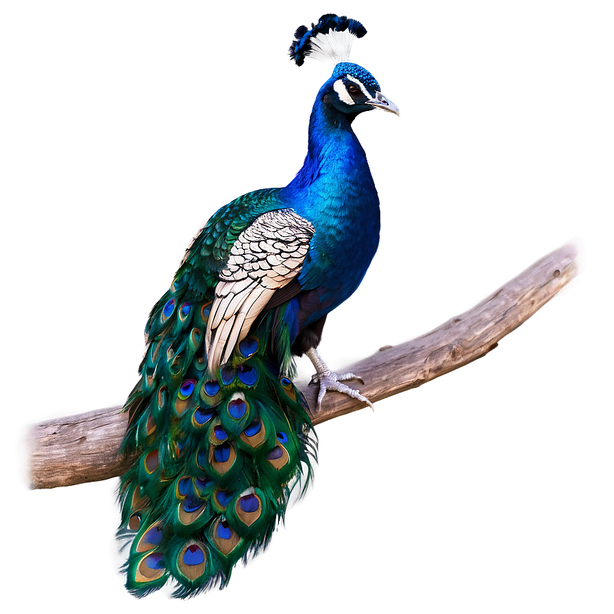 Vibrant Peacock Colors PNG uln54 PNG with transparent background