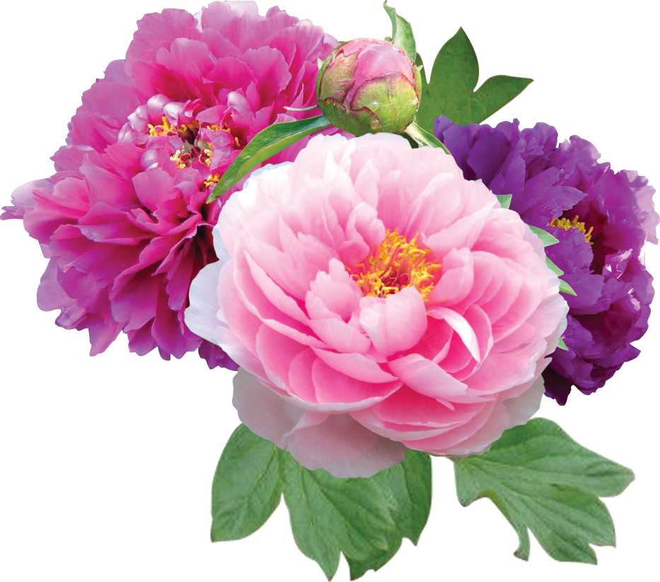 Vibrant Peony Blooms Transparent Background.png