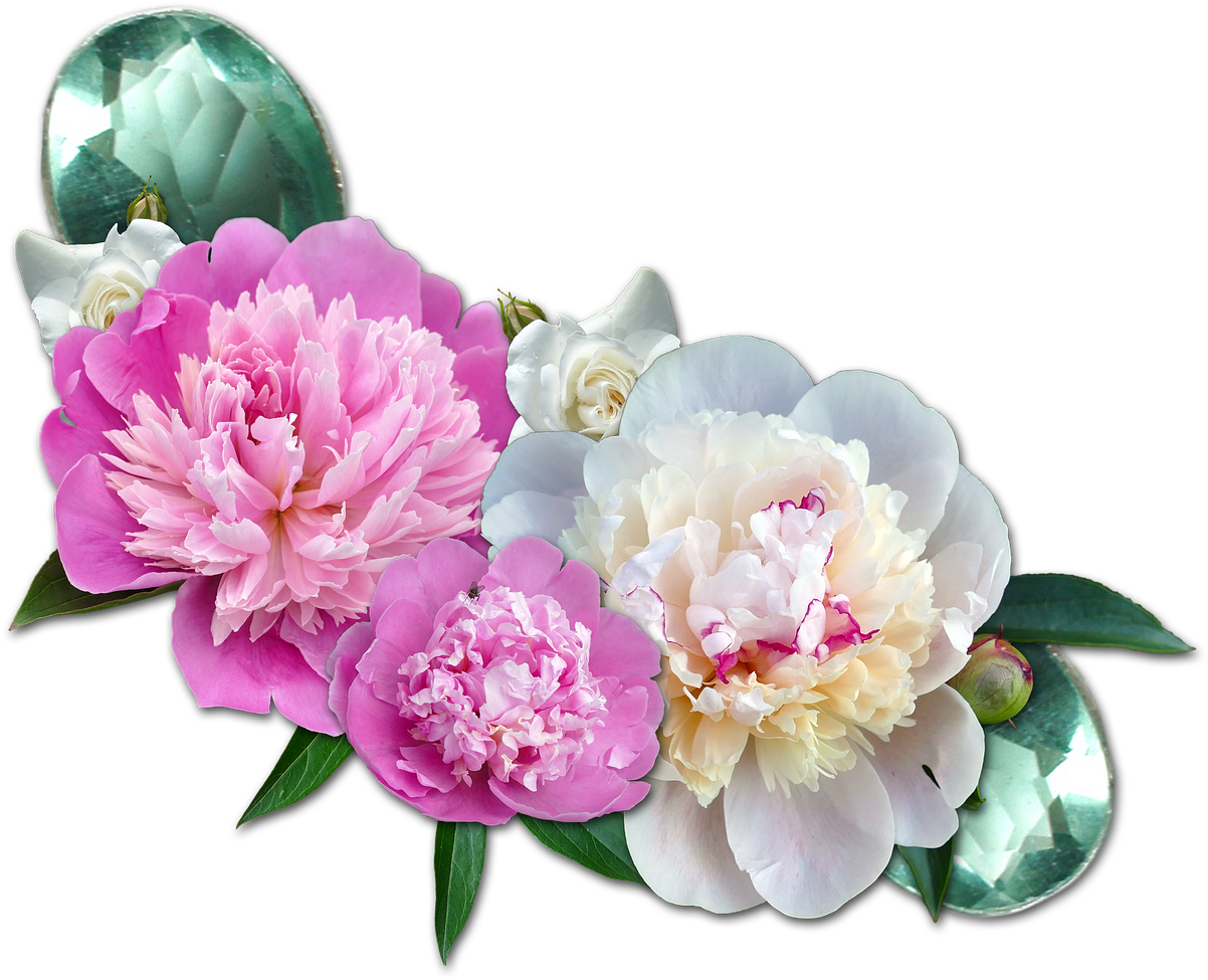 Cluster Peony Roses Gems - Transparent Background Peony Flower Png, Png Download PNG with transparent background