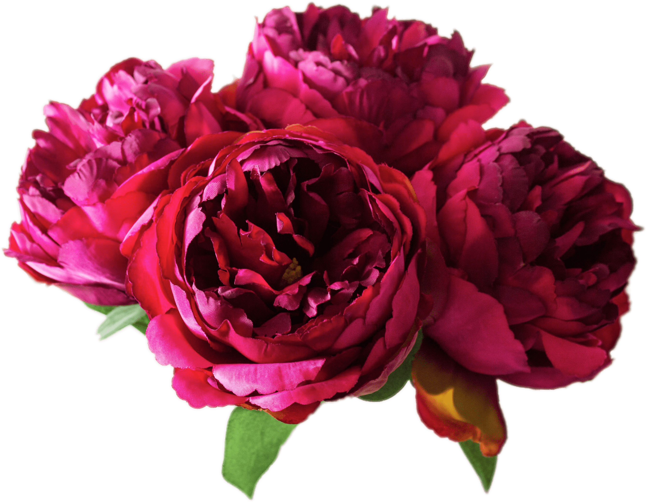 Peonies - Peony Png Transparent, Png Download PNG with transparent background