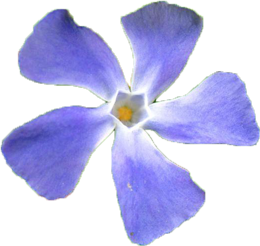 Periwinkle, HD Png Download PNG with transparent background