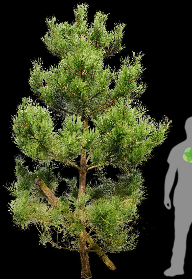 Tall Pine Tree Silhouette Png For Kids Skinny Tree - Pinus Tree Png, Transparent Png PNG image with a transparent background, free high-resolution download