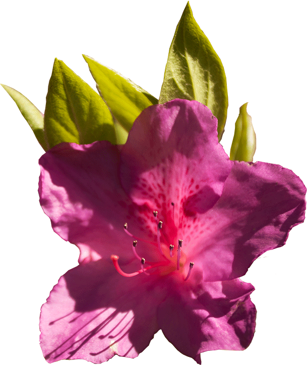 Vibrant Pink Azalea Bloom