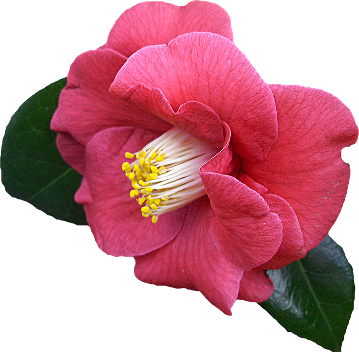 Vibrant Pink Camellia Flower.png