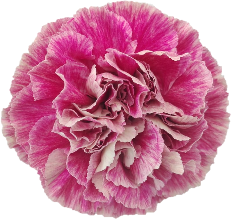 Antigua 1a6d814af Fdd5 3f95 34b3 1e4e5d7288bd - Carnation, HD Png Download PNG with transparent background