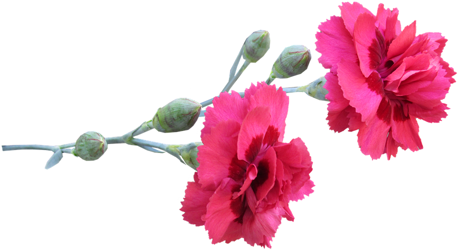 Carnation, Stem, Flowers - Carnation Flower Png, Transparent Png PNG with transparent background