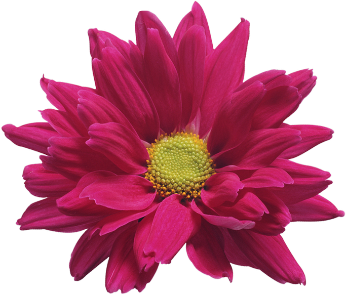 Vibrant Pink Chrysanthemum Flower