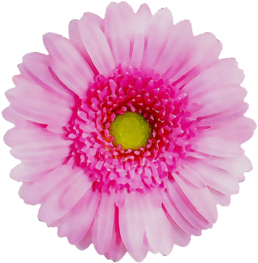 Vibrant Pink Chrysanthemum Flower