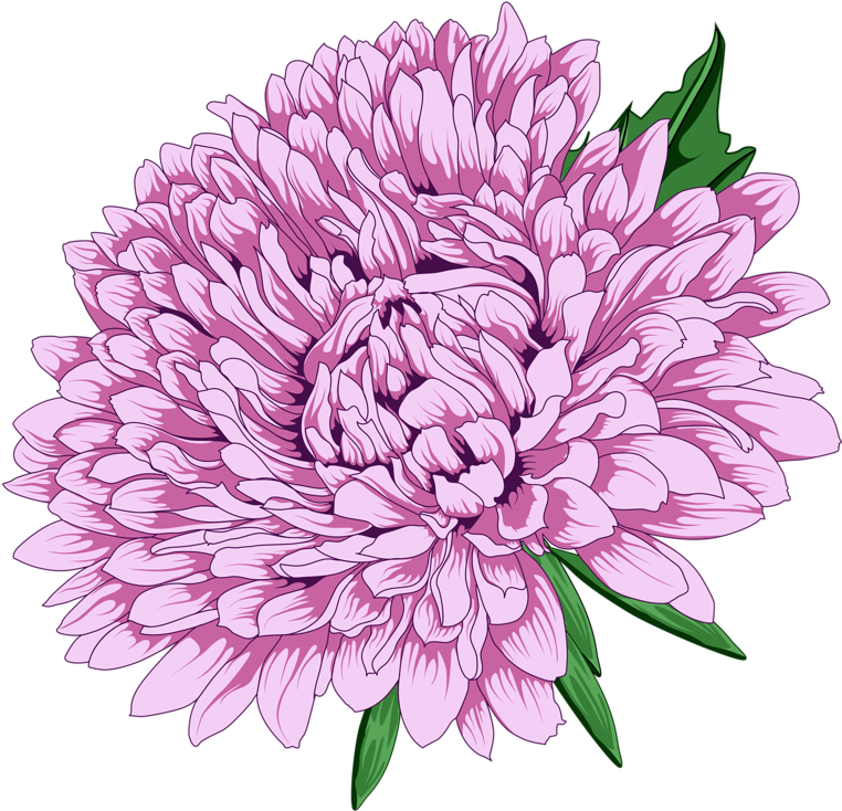 Vibrant Pink Chrysanthemum Illustration