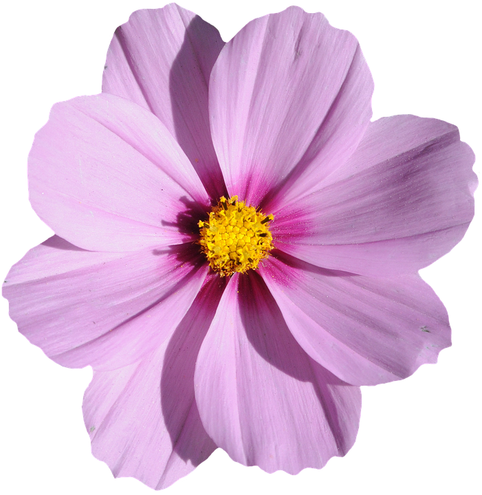 Vibrant Pink Cosmos Blossom