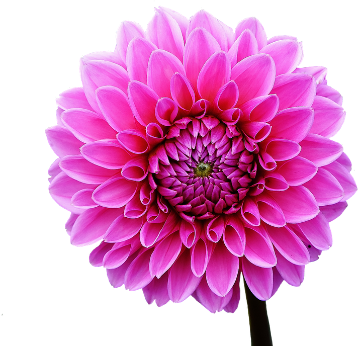 Vibrant Pink Dahlia Flower