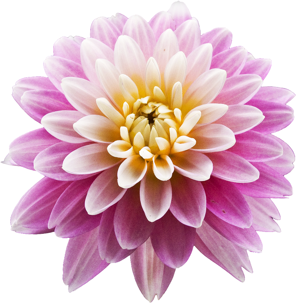 Vibrant Pink Dahlia Flower